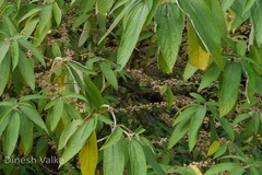 Debregeasia longifolia
